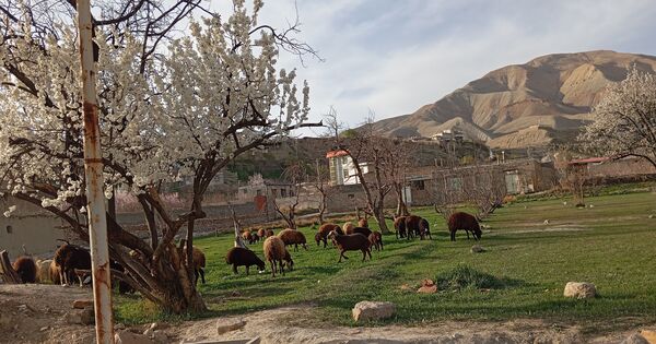 رویداد آیین باستانی سیزده بدر نیشابور در روز طبیعت از  قاب خبرنگاران پانا