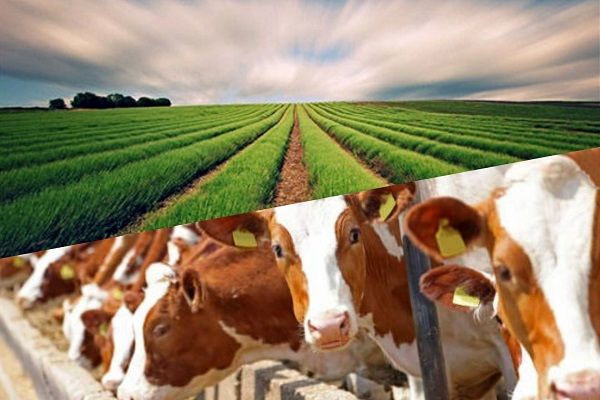 کشاورزی و دامپروری نقش کلیدی در تأمین امنیت غذایی کشور دارد