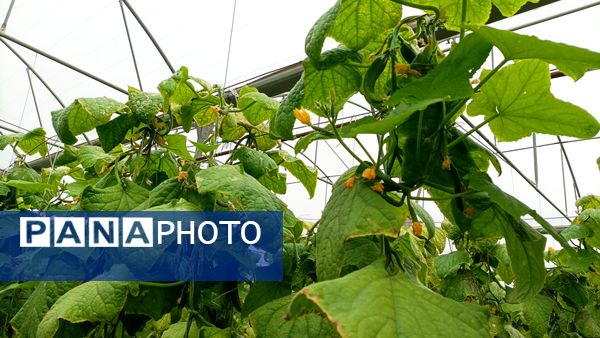 بازدید از گلخانه نمونه خسروشاه در هفته بسیج