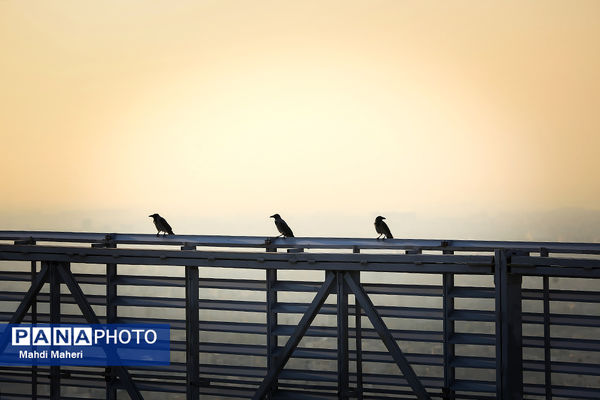 آلودگی هوای تهران