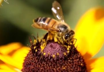 بحران گرده‌افشانی؛ زنگ خطری برای امنیت غذایی جهان