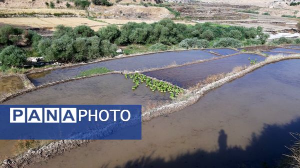 کاشت برنج در روستای بیدله 