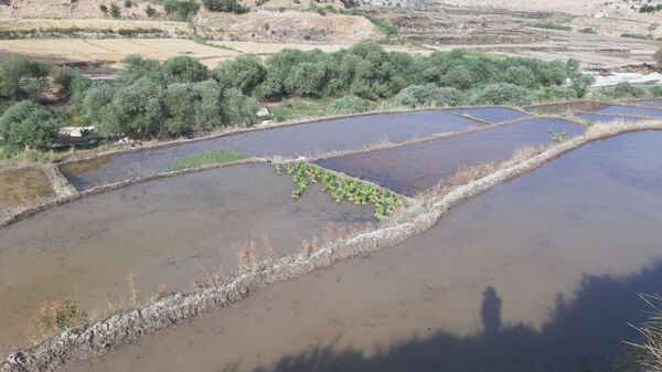 کاشت برنج در روستای بیدله 