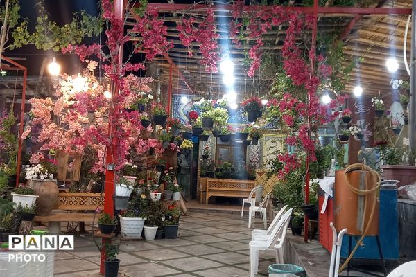 آغاز سمفونی گل و گلاب در مهد گل محمدی