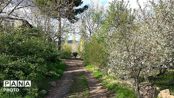 رویش شکوفه ها در روستای عیش آباد