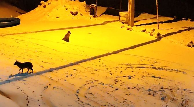 بارش زیبای برف شبانگاهی در شهر بار نیشابور 