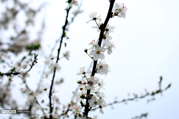 شکوفه‌های بهاری 