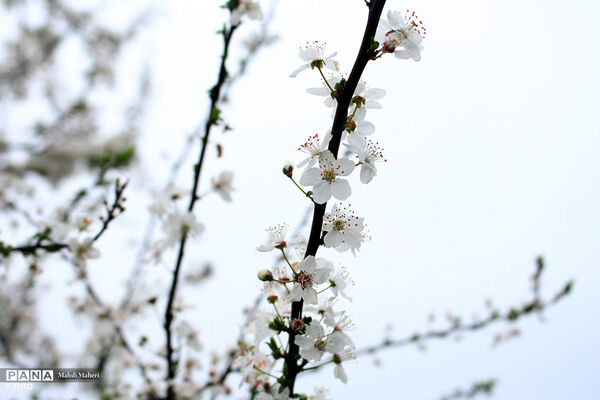 شکوفه‌های بهاری 