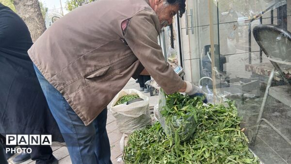 عطر بهار در کوهستان های تویسرکان؛ رویش سبزیجات