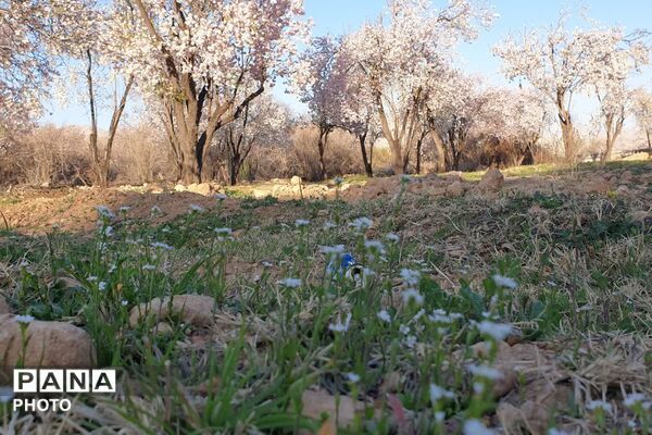 زمستان شکوفه پوش در خفر 