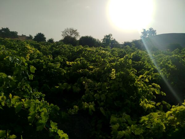 گزکوه، قطب انگور خراسان شمالی 