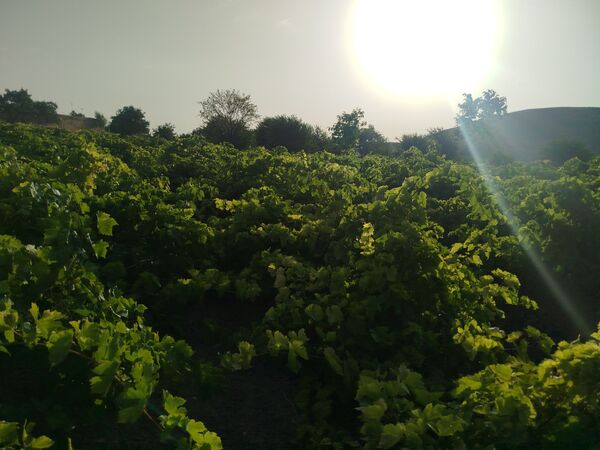 گزکوه، قطب انگور خراسان شمالی 
