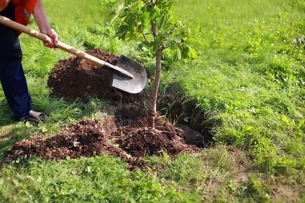 آغاز پویش ملی نهال‌کاری برای تحقق طرح کاشت یک میلیارد درخت