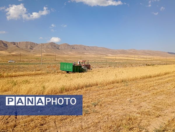 گندم، یکی ازمحصولات کشاورزی در روستای گزکوه 