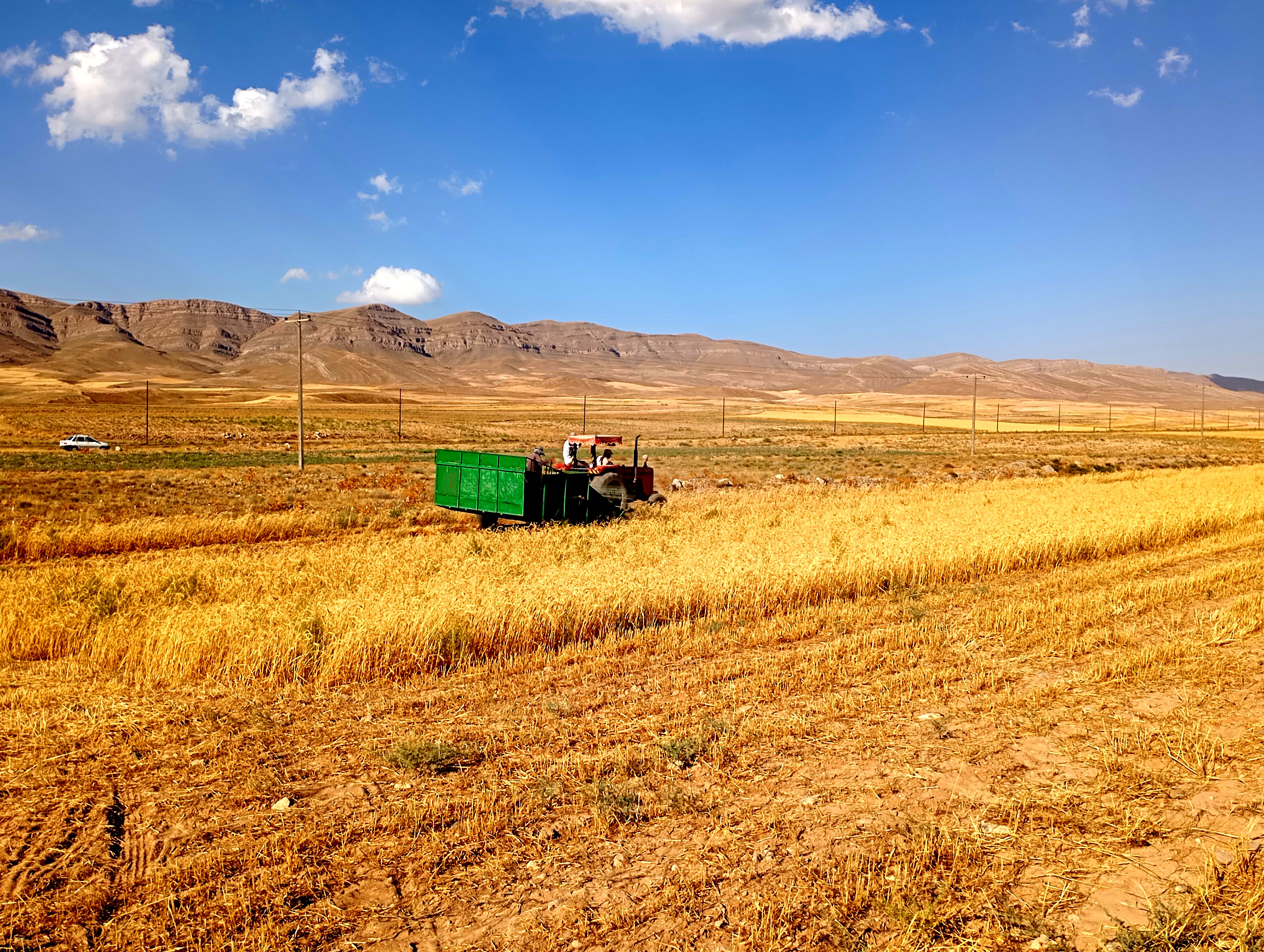 گندم، یکی ازمحصولات کشاورزی در روستای گزکوه 