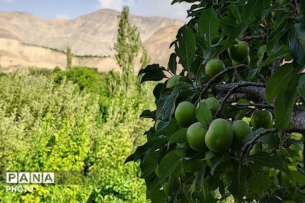 فصل چیدن یاقوت های چشم نواز در شهر بار نیشابور-۱