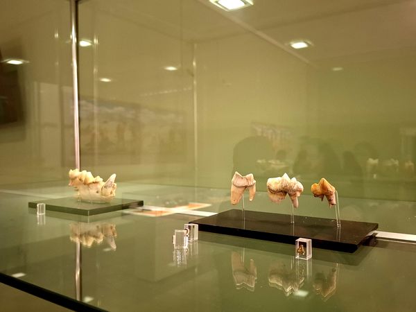 گشتی در تاریخ؛ از مدرسه دارالفنون به سمت دوره ایران باستان