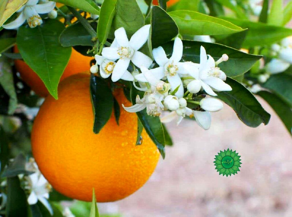 عطر بهار نارنج در تقویم