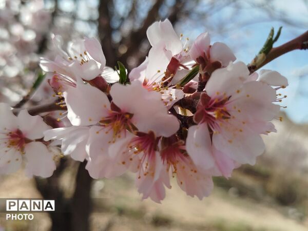 شکوفه‌های بهاری شهر بن، نویدبخش طراوت و زندگی دوباره