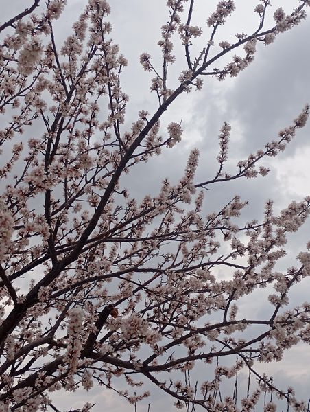  شکوفه های بهاری در روستای گزکوه