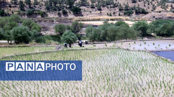 کاشت برنج در روستای بیدله 