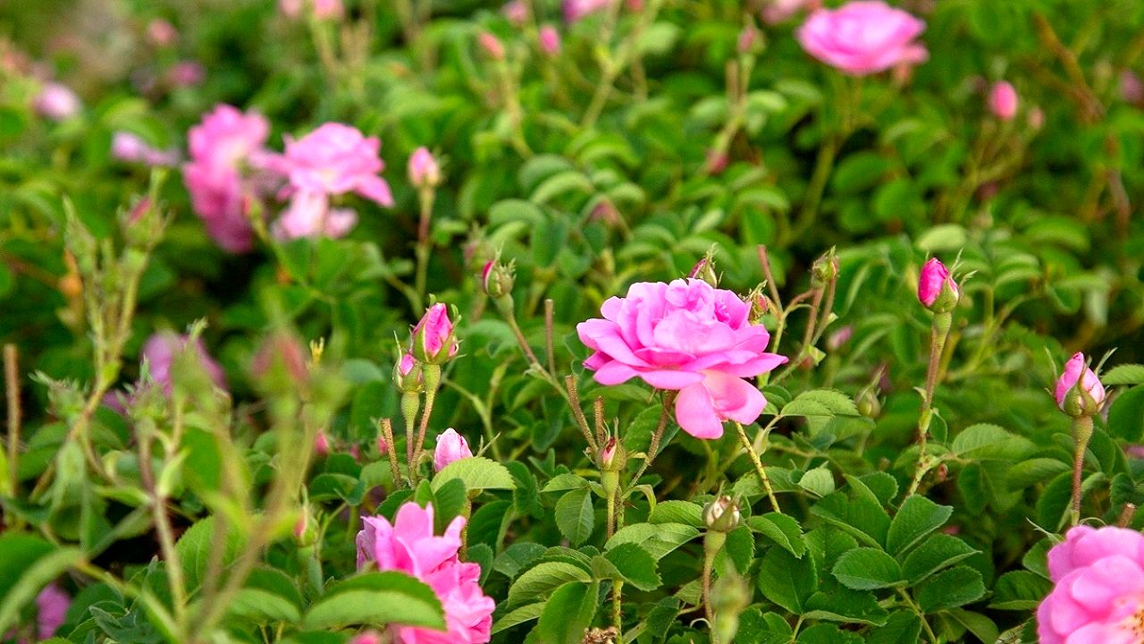 گل محمدی سربیشه،گرفتار فقدان صنایع تبدیلی