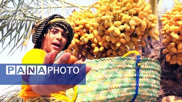 برداشت رطب از نخلستان‌های دالکی دشتستان 