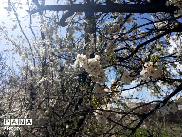 شکوفه دادن درختان روستای فیروزه