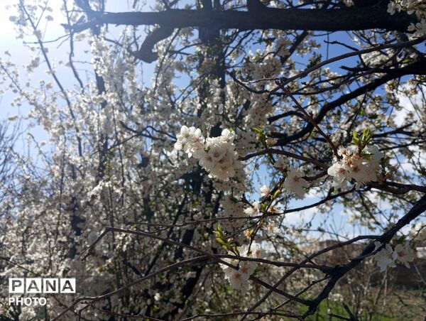 شکوفه دادن درختان روستای فیروزه
