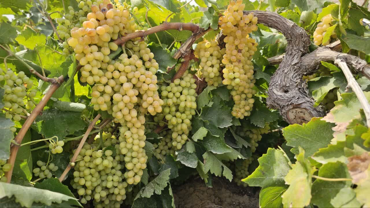 کیل گیری محصولات کشاورزی در شهرستان فاروج