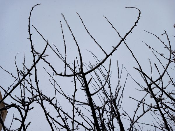 بارش برف آخرین ماه زمستان در آذربایجان شرقی