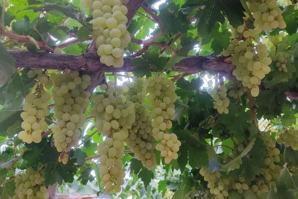 روایت برداشت انگور در بن
