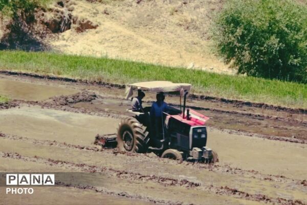برنجکاری در پلبریده