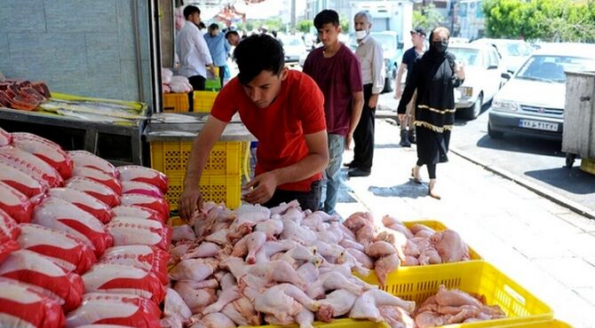 دعوای مجلس و مرغداران بر سر مقصر گرانی
