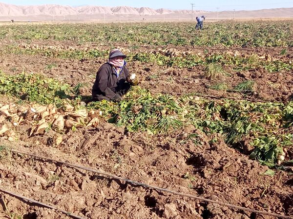 برداشت چغندر قند از مزارع دشت گل آغاز شد