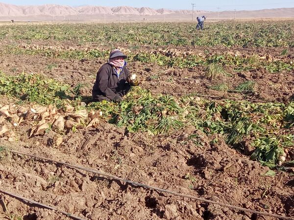 برداشت چغندر قند از مزارع دشت گل آغاز شد