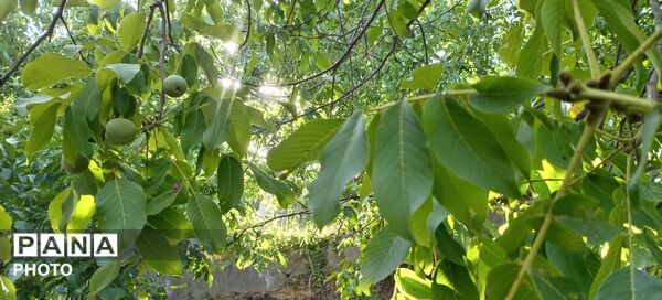 حال و هوای درختان روستای مایان