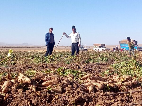 برداشت چغندر قند از مزارع دشت گل آغاز شد