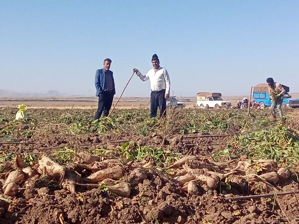 برداشت چغندر قند از مزارع دشت گل آغاز شد