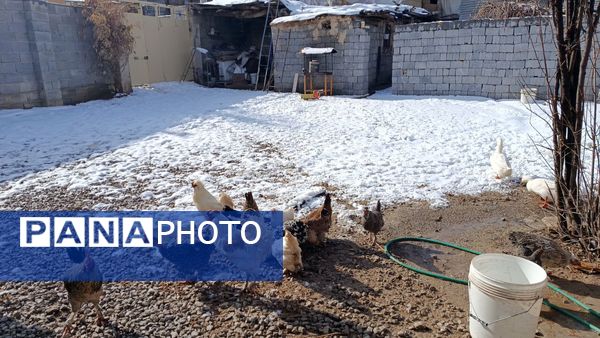 بارش برف در میانکوه 