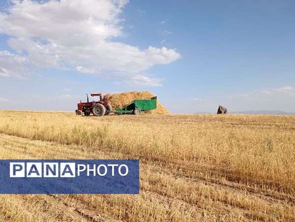 برداشت گندم در روستای گزکوه