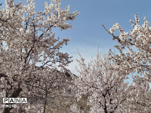 شکوفه‌های بهاری شهر بن، نویدبخش طراوت و زندگی دوباره