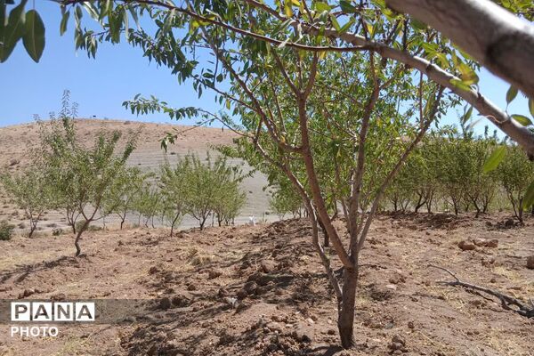 دستان پربرکت؛ روایت برداشت محصول در شیراز