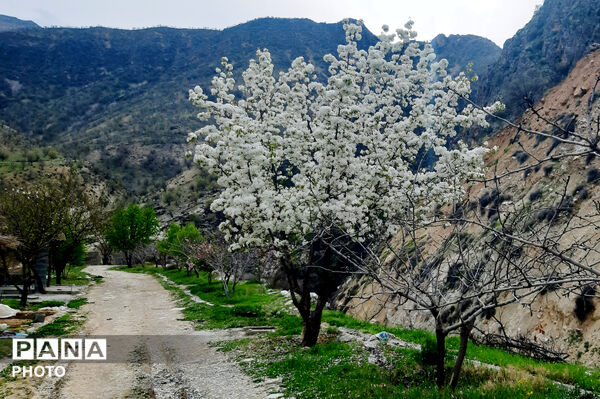 طبیعت روستای بیدله به هنگام بهار