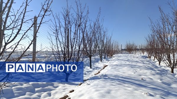منظره زیبای برف پاییزی در باغات شهرستان نیشابور 