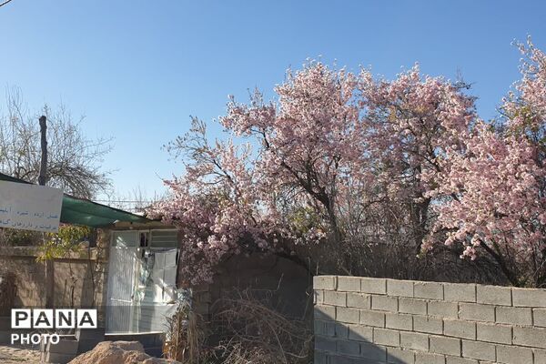 زمستان شکوفه پوش در خفر 