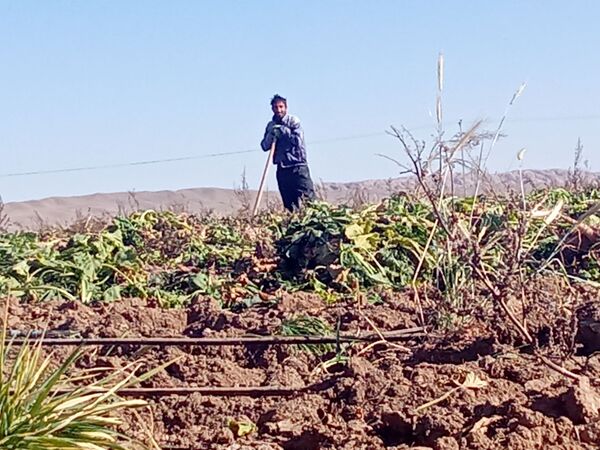 برداشت چغندر قند از مزارع دشت گل آغاز شد