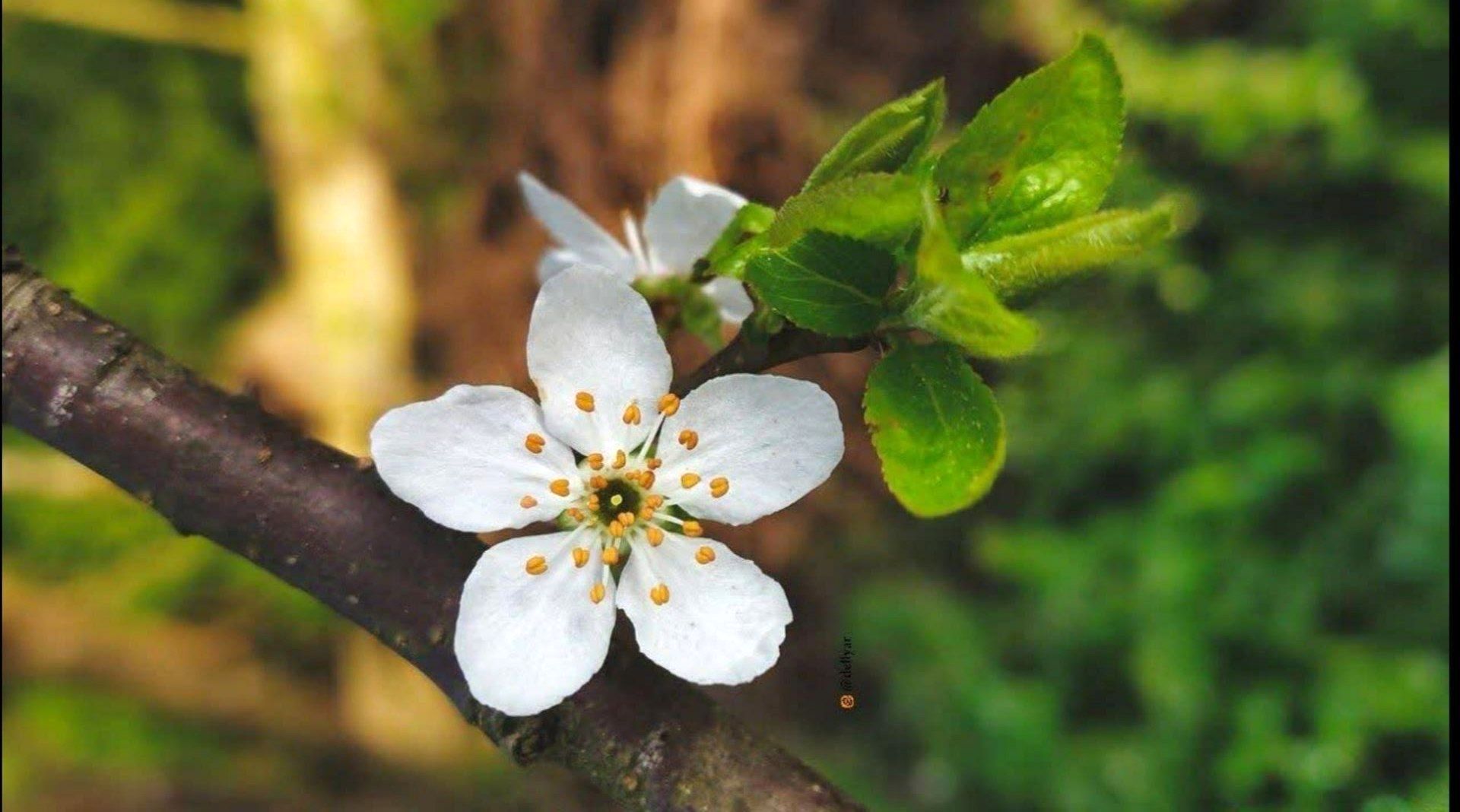 شکوفه‌های بهاری بر قامت درختان ‌