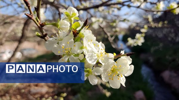 شهرستان نیشابور میزبان فصل بهار
