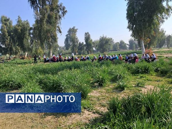 نرگسزارهای بهبهان